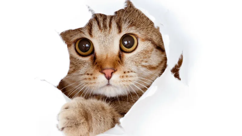 O Que Dar de Presente para Gatos e Gateiros?