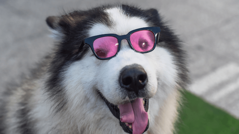 Presentes para cães