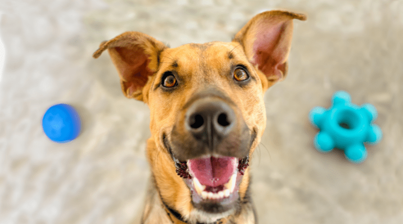 Presente para pessoas que amam cachorro.