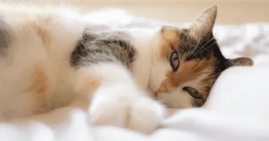 Presente para gatos e gateiros