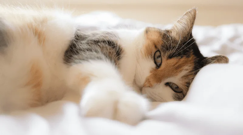 Presente para gatos e gateiros